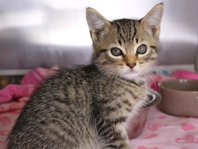 A baby small-sized male Domestic Short Hair cat named Fred for adoption in Tallahassee, FL