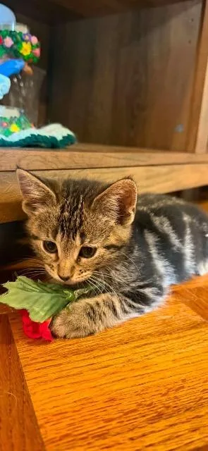 A baby medium-sized male Domestic Short Hair cat named Arthur for adoption in Johnson City, TN