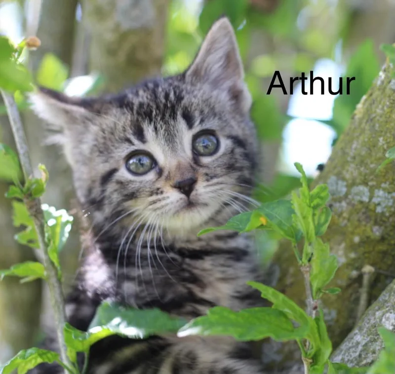 Arthur thumbnail 3