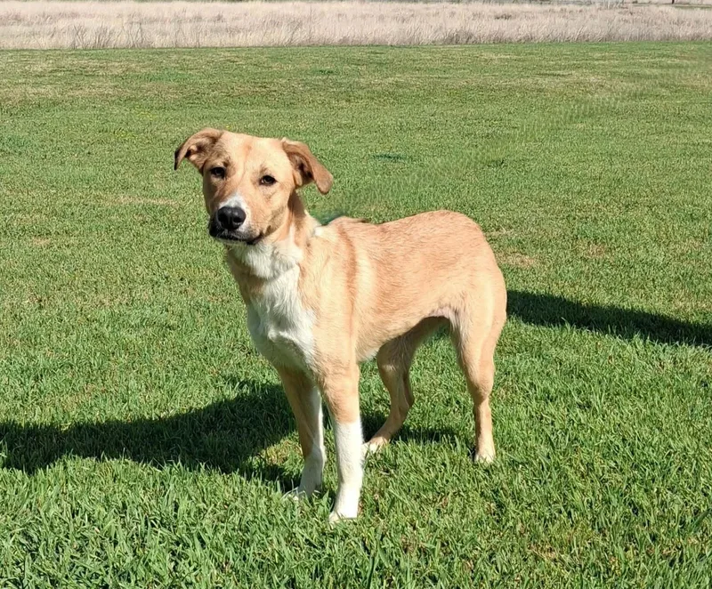 A young medium-sized female Yellow / Tan / Blond / Fawn Border Collie dog named Vanessa for adoption in Cleburne, TX