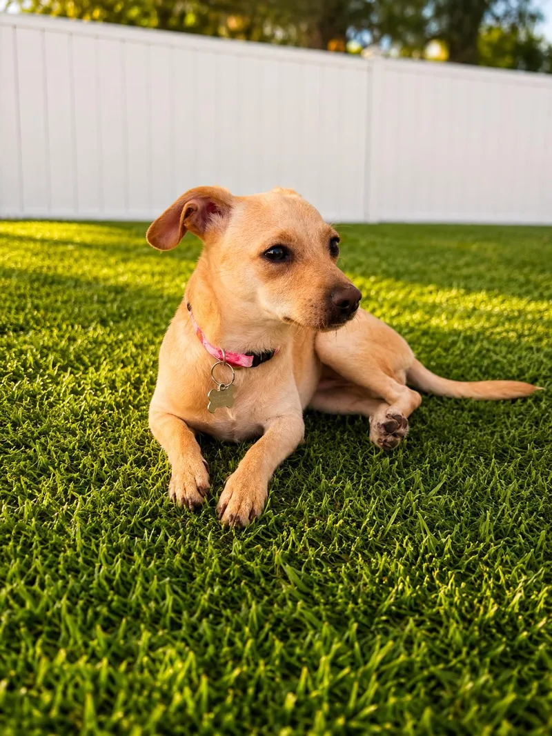 Bailey thumbnail 3