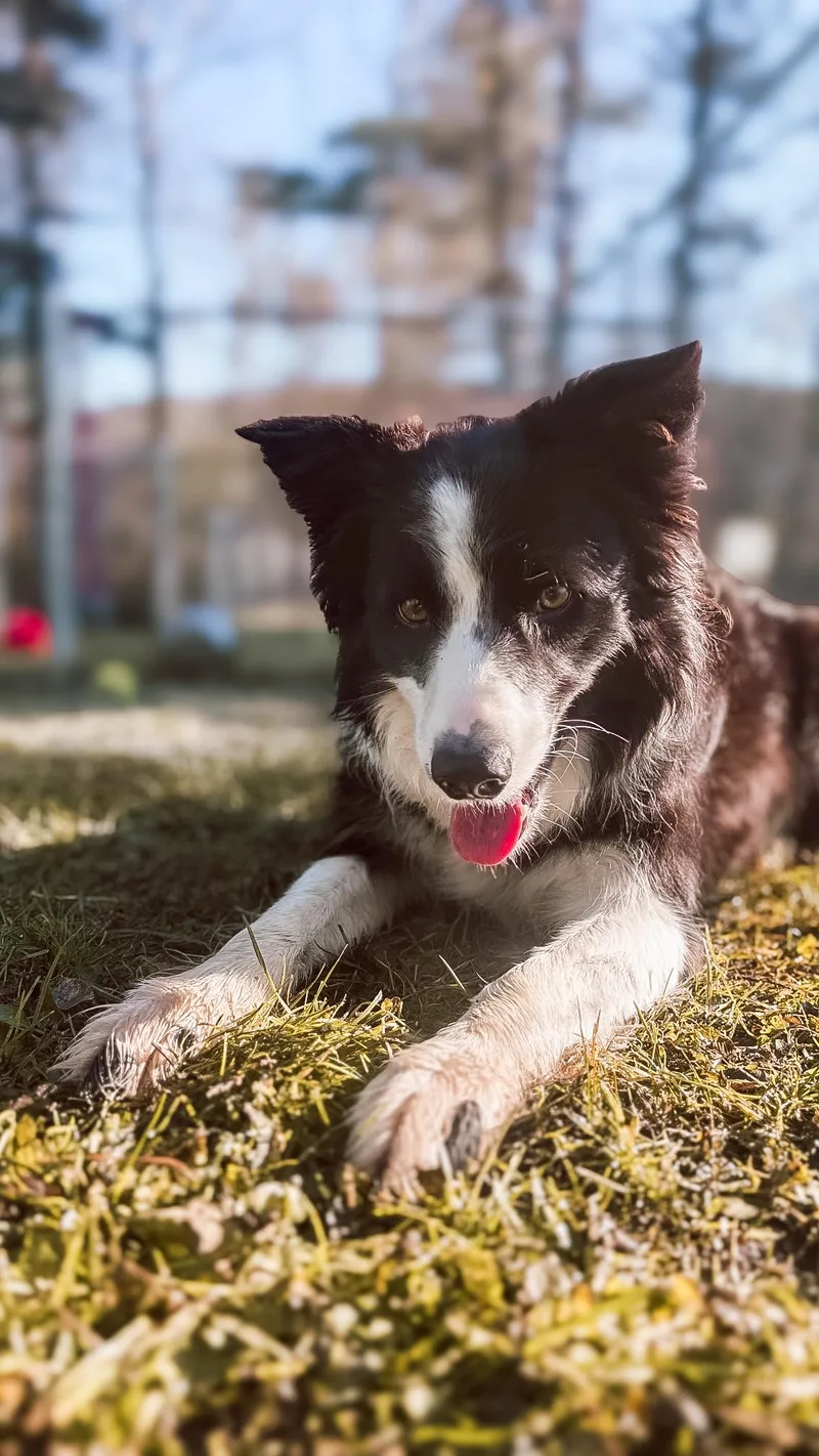 An adult medium-sized female Border Collie dog named Annabell for adoption in Norwich, NY