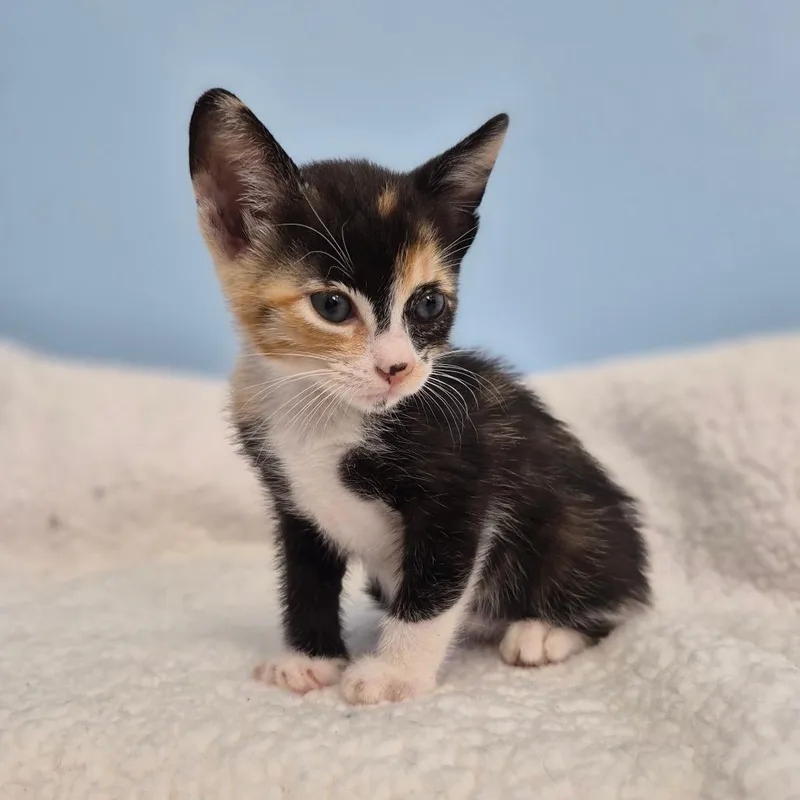 A baby small-sized female Tortoiseshell Domestic Short Hair cat named Pumpkin Spice for adoption in Wahiawa, HI