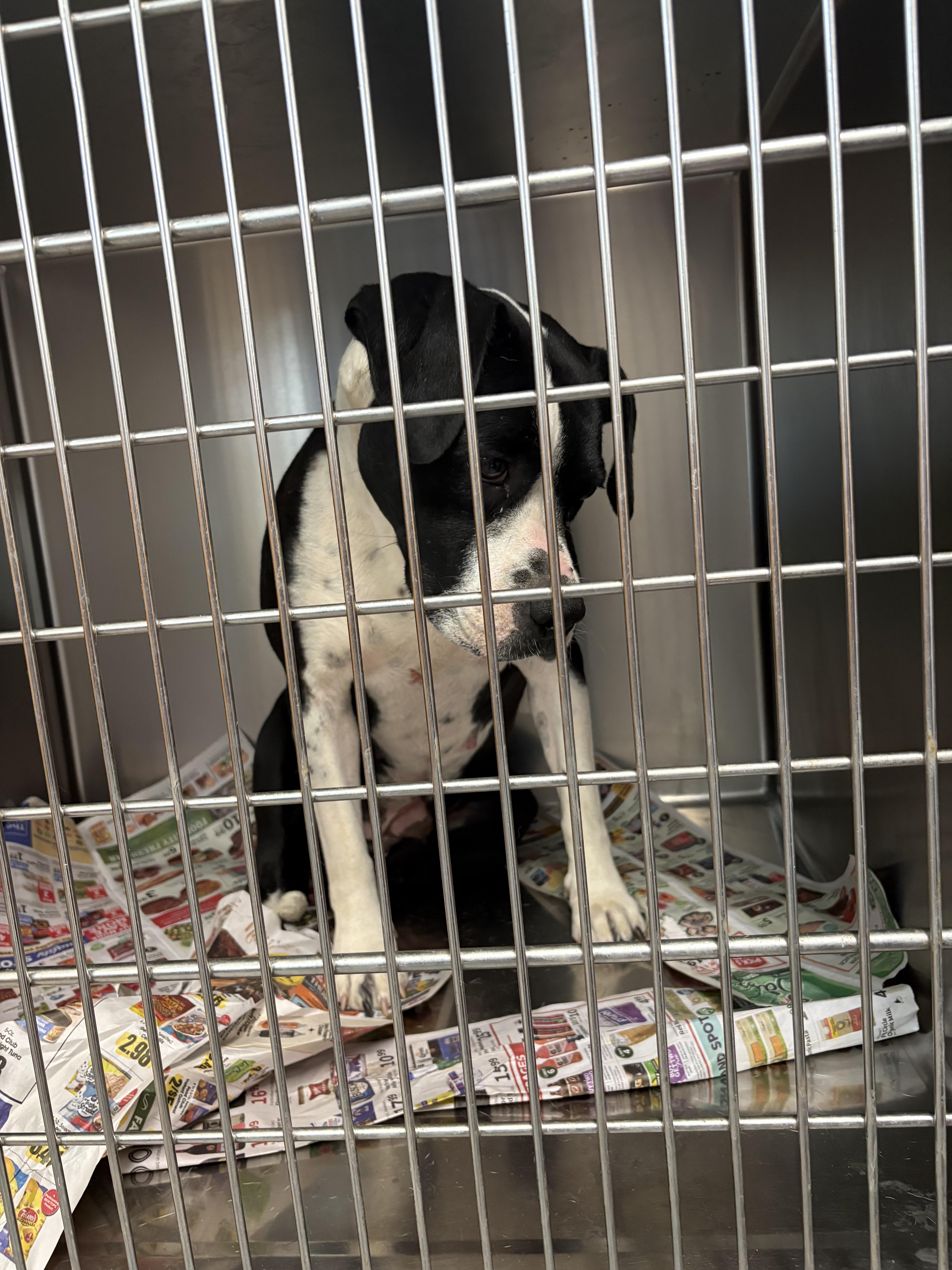 A young medium-sized female Black Boxer dog named Dixie for adoption in Sparta, NC