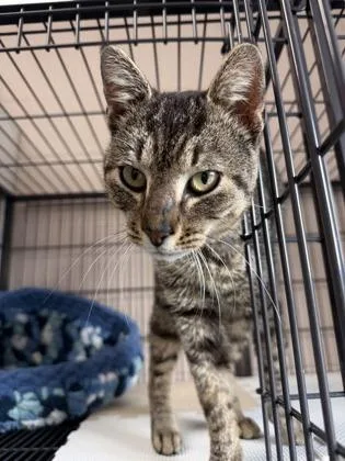 A baby small-sized male Domestic Short Hair cat named Tobias for adoption in Barnesville, GA