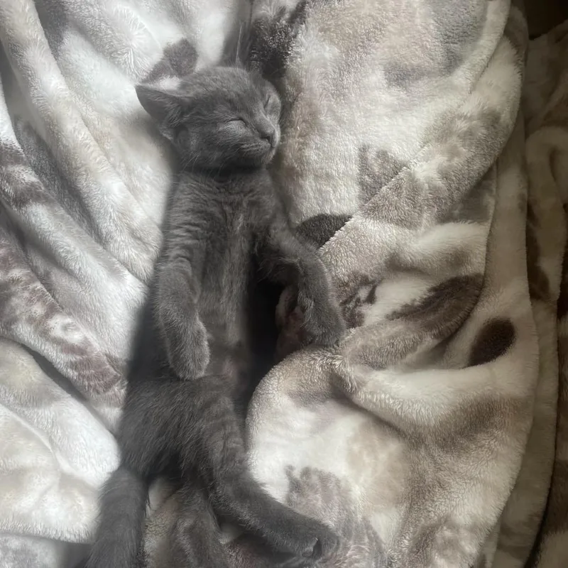A baby small-sized female Gray / Blue / Silver Domestic Short Hair cat named Kalevra for adoption in Fredericksburg, VA