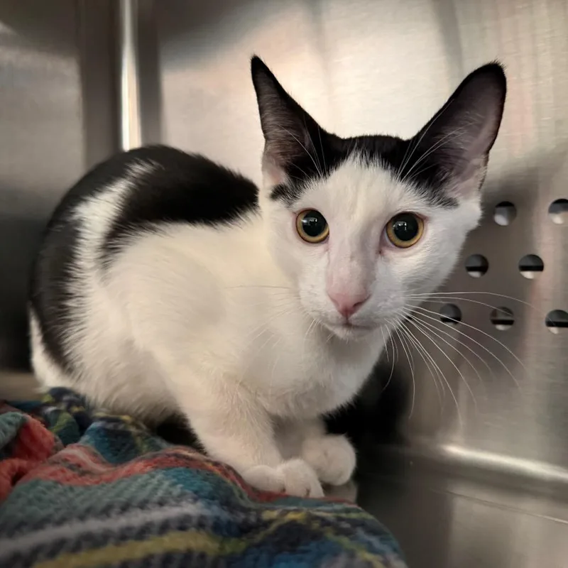 A baby small-sized male Black Domestic Short Hair cat named Nicholas NM for adoption in Denver, CO