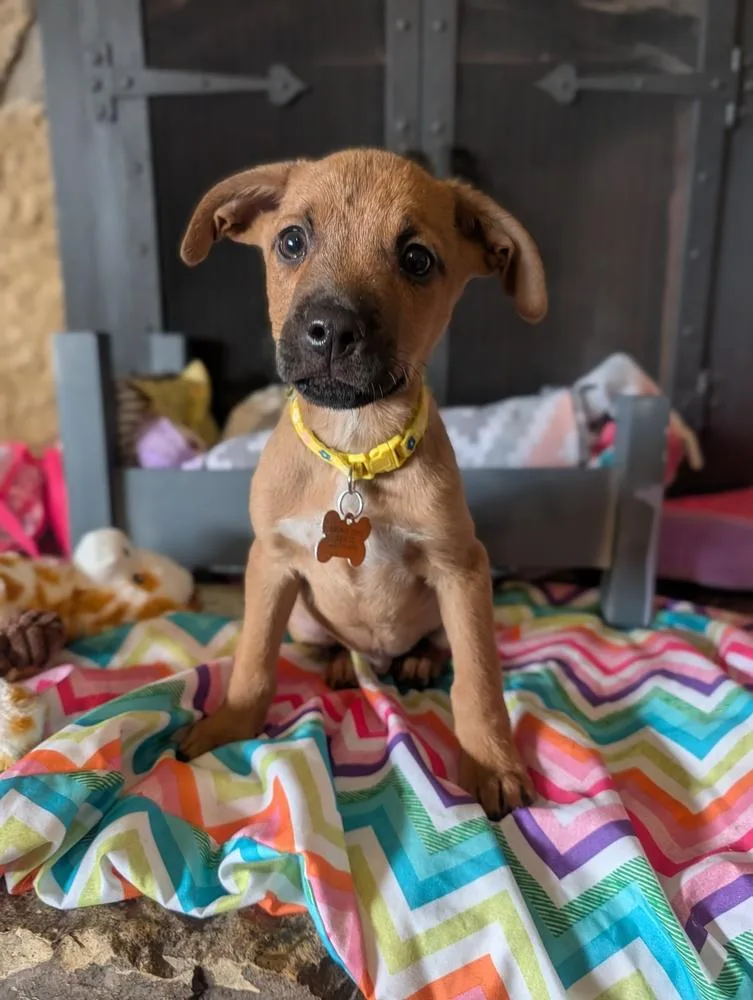 Louis Lilac thumbnail 2