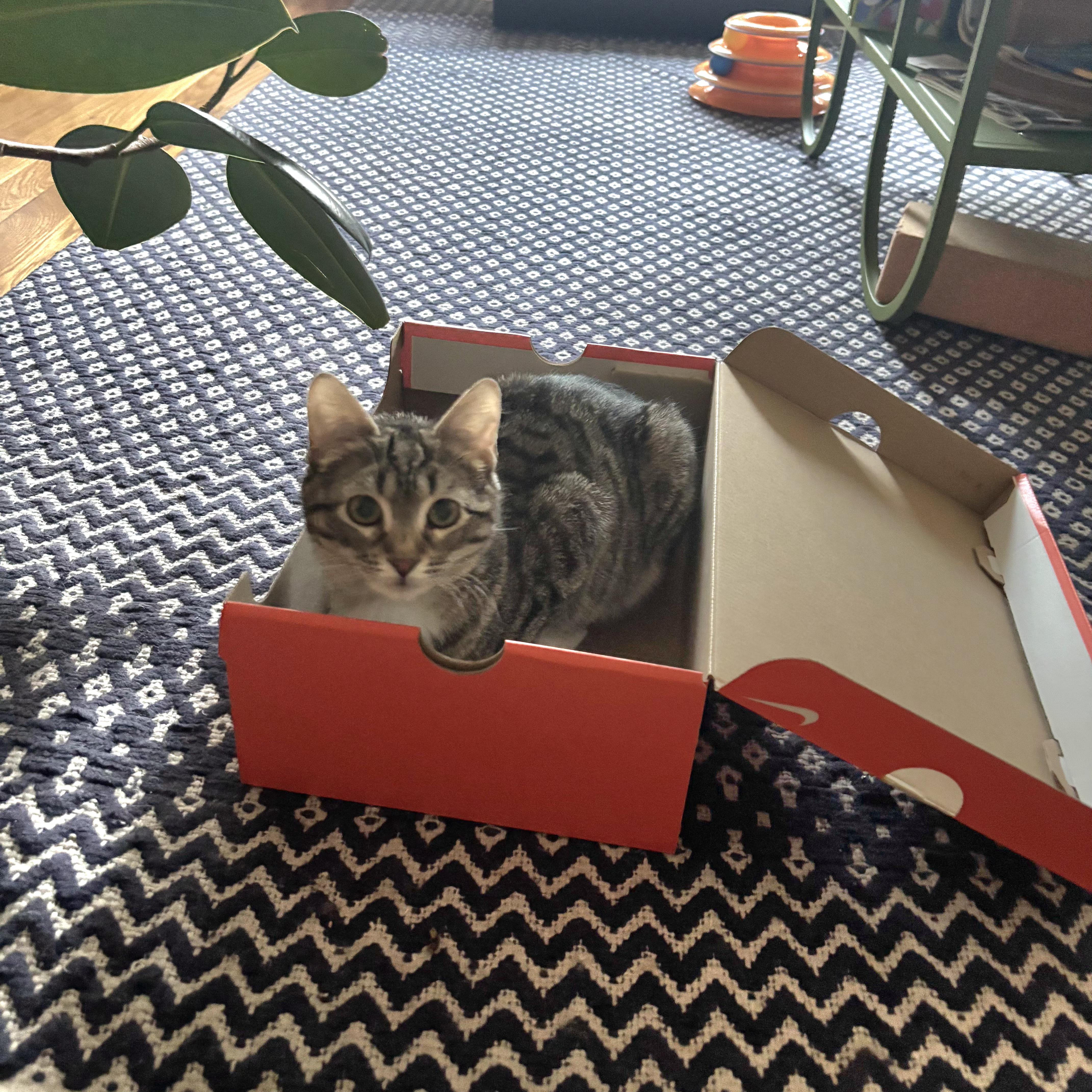 Roseanna And Patricia Arcat thumbnail 2