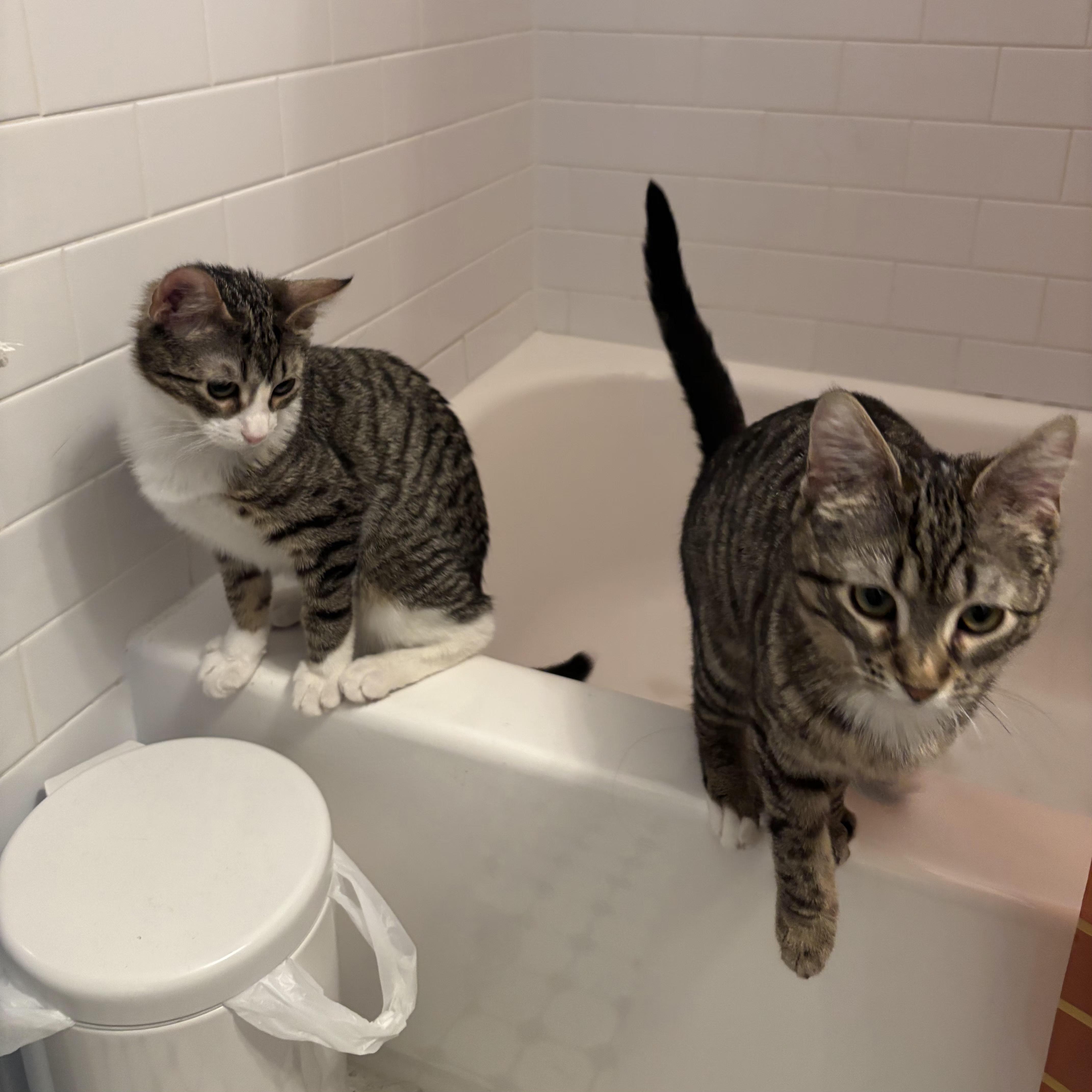 A young medium-sized female Tabby (Brown / Chocolate) Domestic Short Hair cat named Roseanna And Patricia Arcat for adoption in Brooklyn, NY