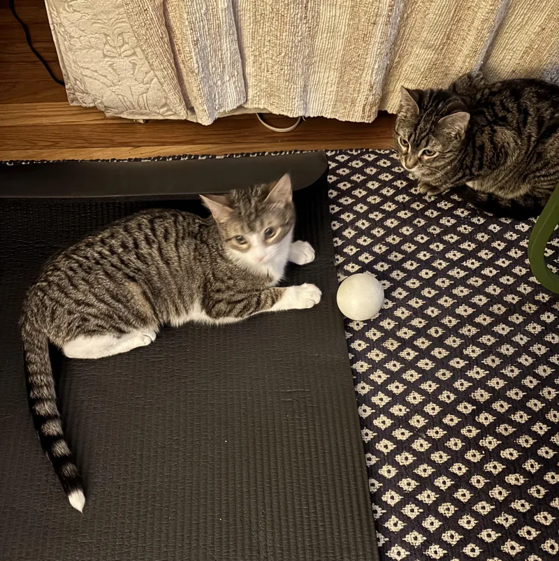 Roseanna And Patricia Arcat thumbnail 4