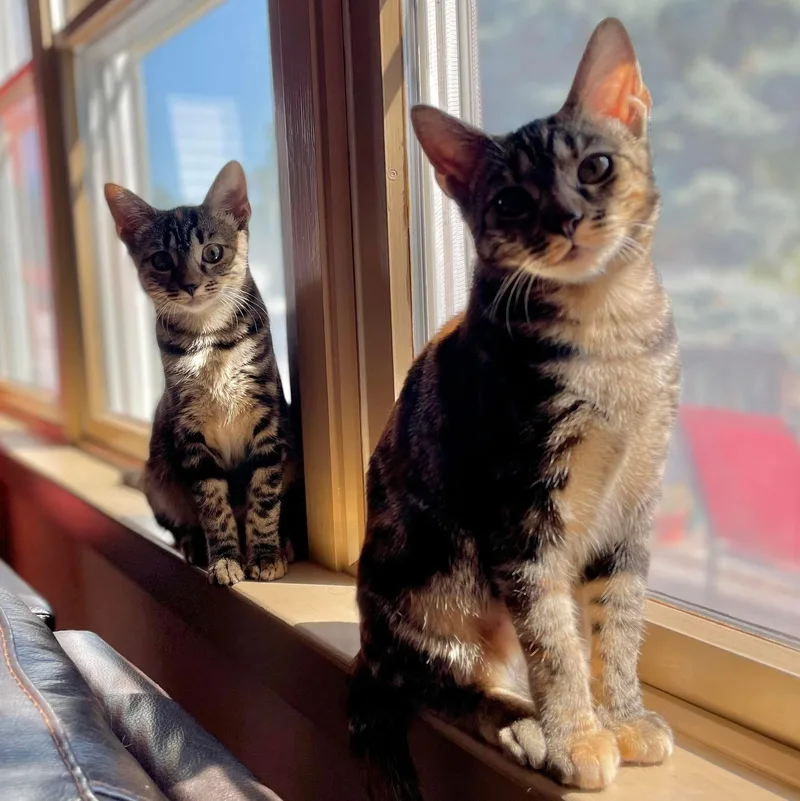 An adult medium-sized female Torbie American Shorthair cat named Lady Danbury & Coral for adoption in Gloucester City, NJ