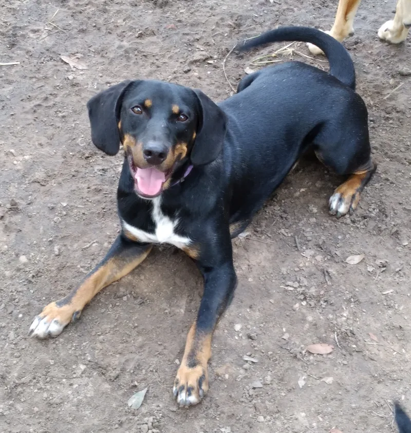 An adult medium-sized male Tricolor (Brown, Black, & White) Hound dog named Gunner for adoption in Wallis, TX