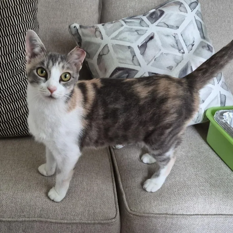 Jillian