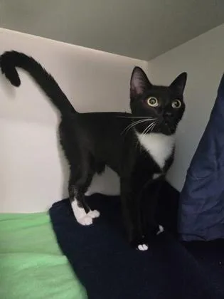 An adult medium-sized female Domestic Medium Hair cat named Maddy for adoption in Savannah, GA