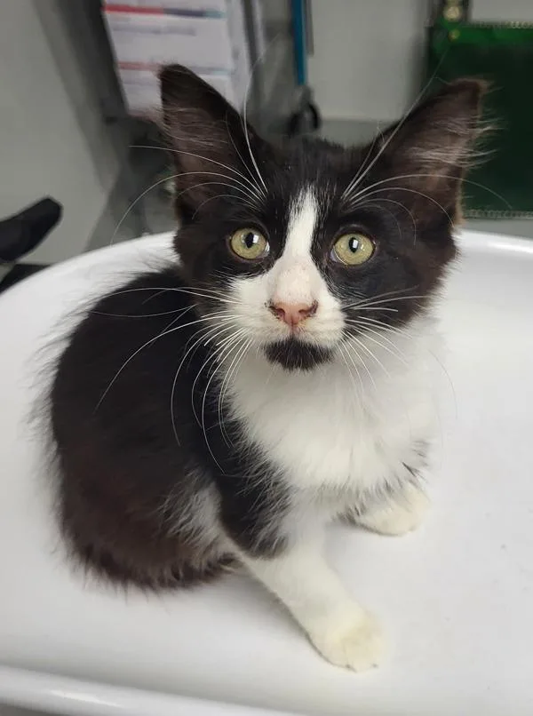A baby small-sized male Domestic Medium Hair cat named If Pugsley for adoption in Lawrenceville, GA