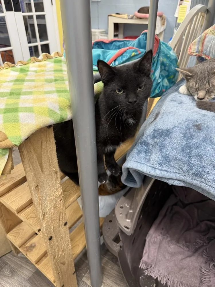 A young small-sized male Black Domestic Short Hair cat named Keaton for adoption in West Mifflin, PA