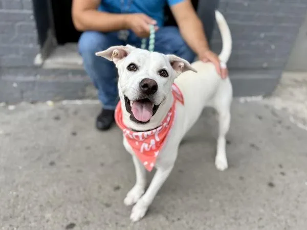 A young large-sized female Mixed Breed dog named Alpine for adoption in New York, NY