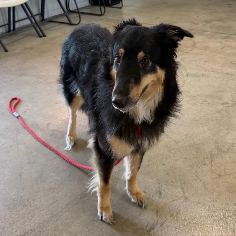 An adult medium-sized female Rough Collie dog named Joan Jett for adoption in Spanish Fork, UT