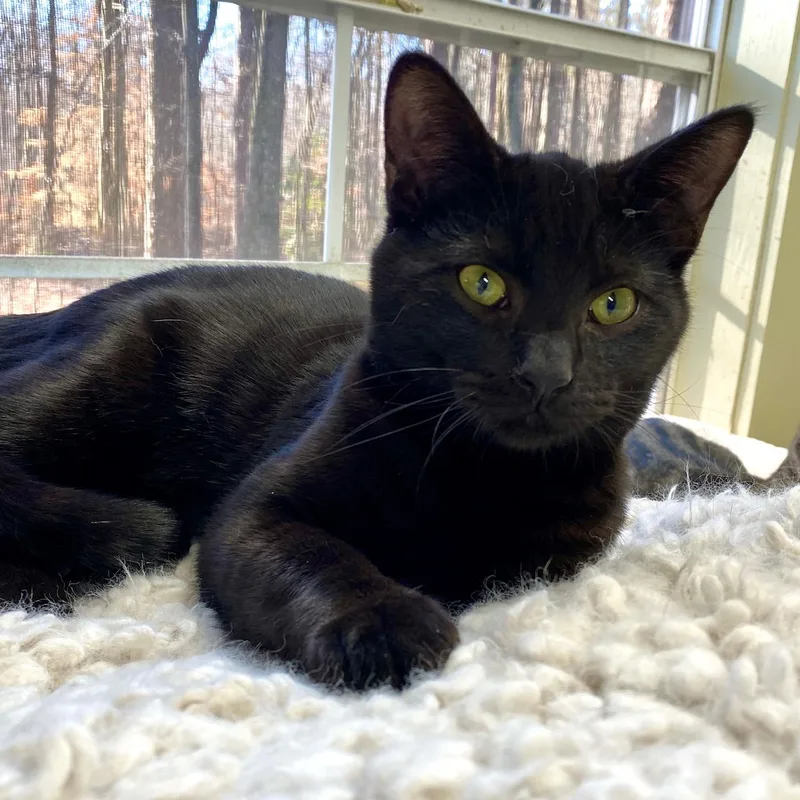 A young medium-sized male Black Domestic Short Hair cat named Boo for adoption in Jasper, GA