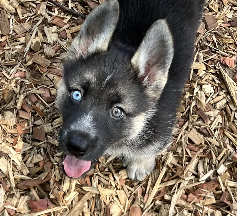 A baby medium-sized female Tricolor (Brown, Black, & White) German Shepherd Dog dog named Misha for adoption in Mt Pleasant, SC
