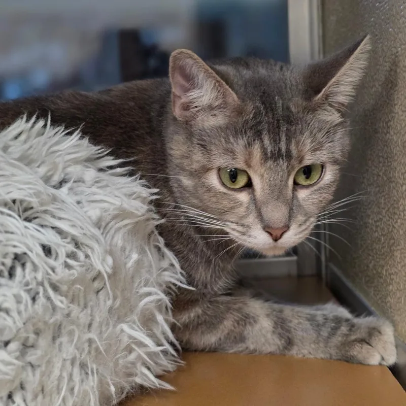 Lily Fur