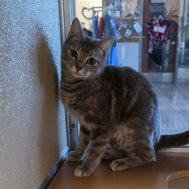 Lily Fur thumbnail 3