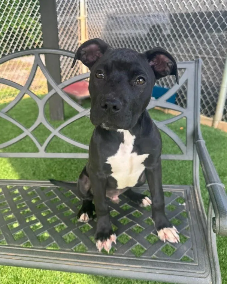 A baby medium-sized male Pit Bull Terrier dog named Jett for adoption in Maryville, TN