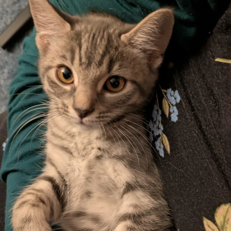A baby medium-sized female Tabby (Gray / Blue / Silver) Tabby cat named Emma for adoption in Fairborn, OH