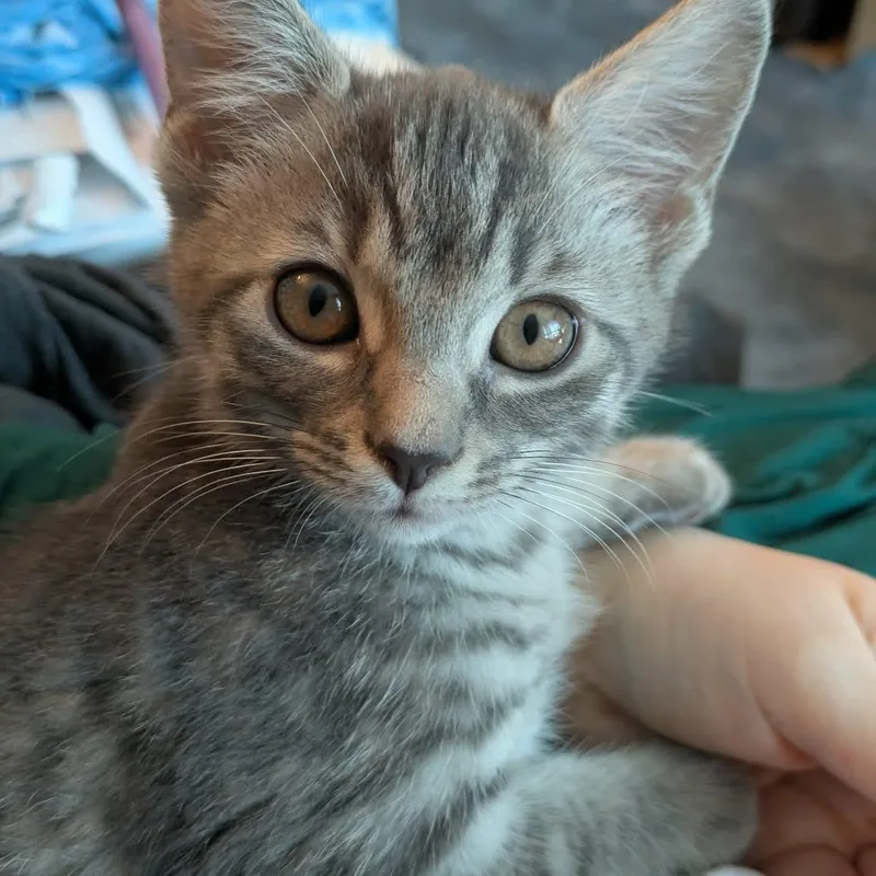 Emma thumbnail 3
