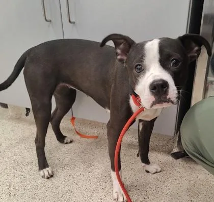 An adult small-sized female Mixed Breed dog named Vicki for adoption in Lafayette, IN