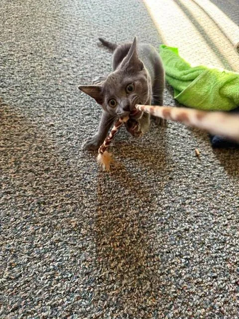 A baby small-sized female Domestic Short Hair cat named Diva for adoption in Davison, MI