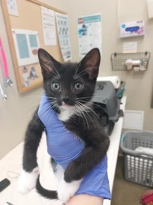 A baby small-sized female Domestic Short Hair cat named Baby Spice for adoption in Fishers, IN
