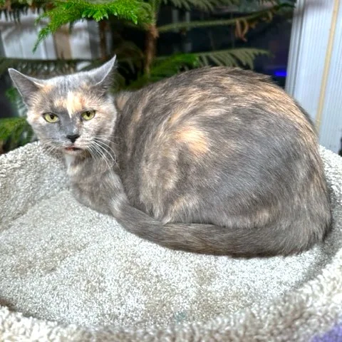 Pansy The Princess thumbnail 4