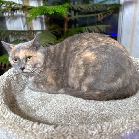 Pansy The Princess thumbnail 5