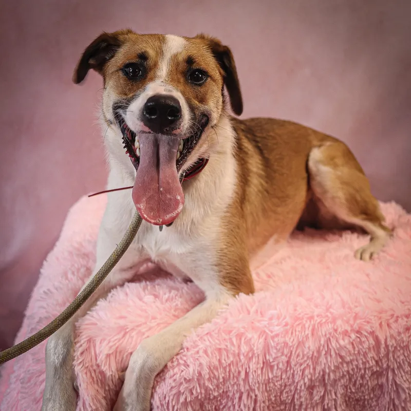 Guacamolly thumbnail 2