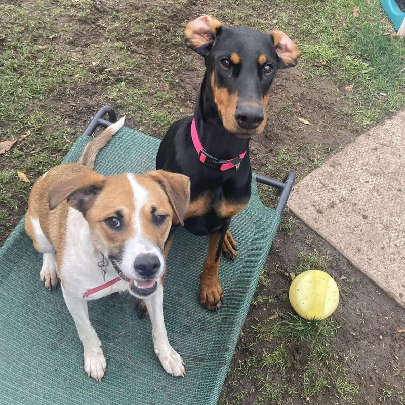 Guacamolly thumbnail 3