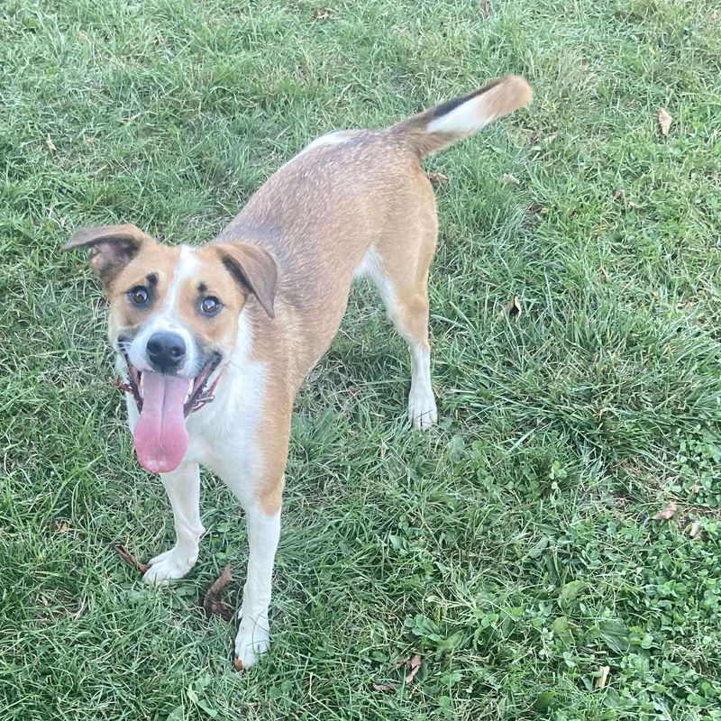 Guacamolly thumbnail 4