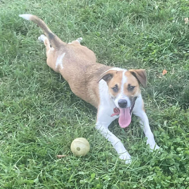 Guacamolly thumbnail 5