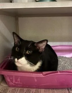 An adult medium-sized male Black & White / Tuxedo Domestic Short Hair cat named Linus for adoption in Mason City, IA