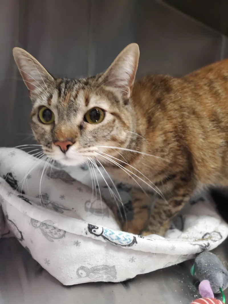 An adult medium-sized female Domestic Short Hair cat named Gwendolyn for adoption in Zimmerman, MN