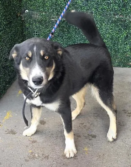 Chiquito thumbnail 4