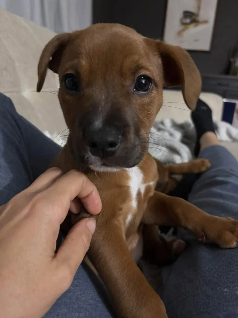 A baby medium-sized female Pit Bull Terrier dog named Morticia for adoption in Germantown, OH