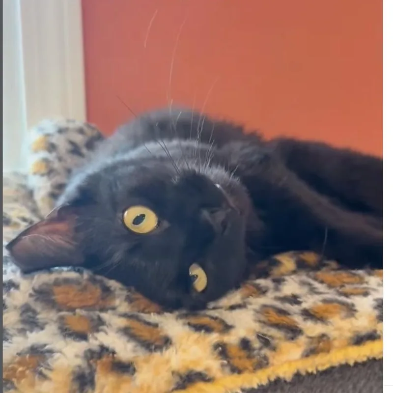 An adult medium-sized female Black Domestic Short Hair cat named Jasmine Marie for adoption in Wells, ME