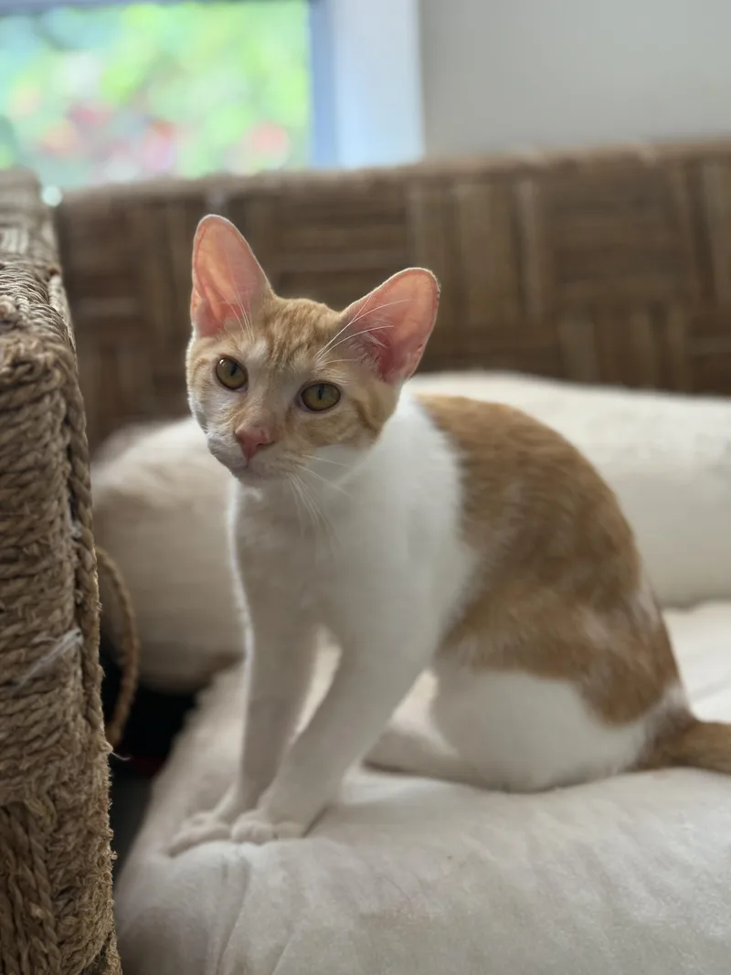 A baby medium-sized female Orange & White Domestic Short Hair cat named Maxine for adoption in Richmond, VA