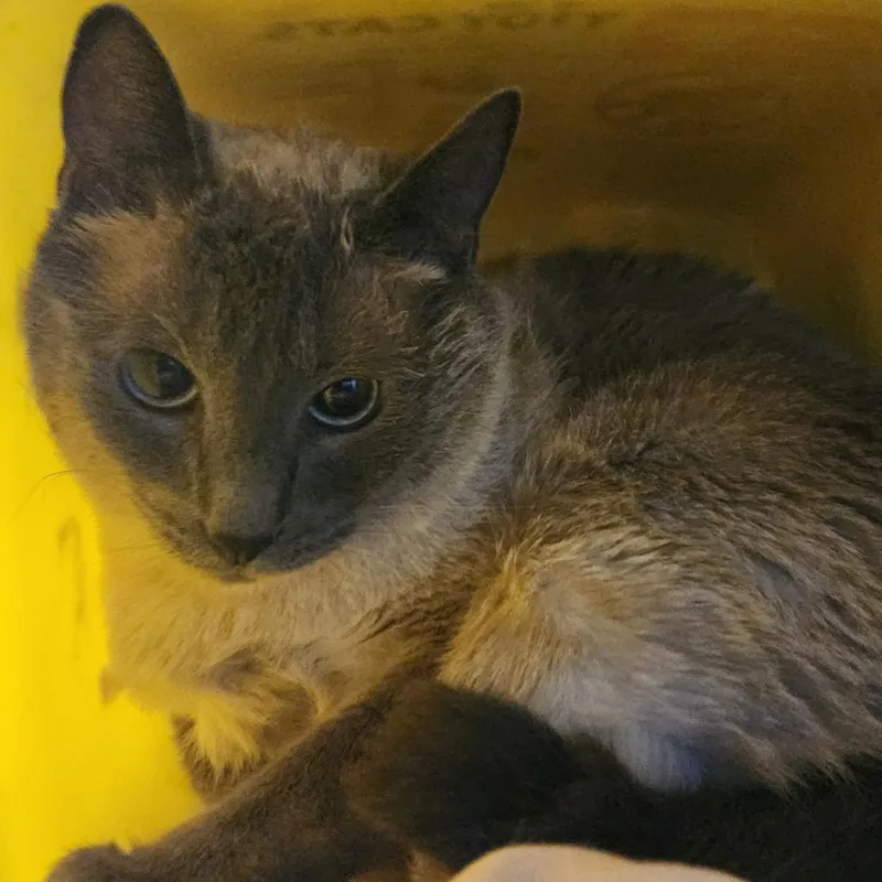 An adult large-sized male Gray / Blue / Silver Siamese cat named Peep for adoption in Manhattan, KS