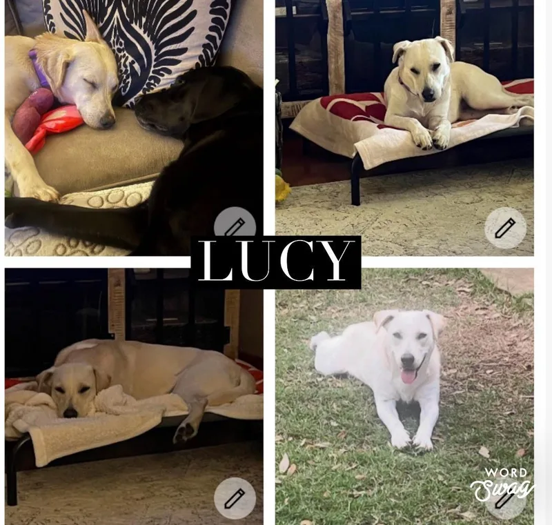 Lucy