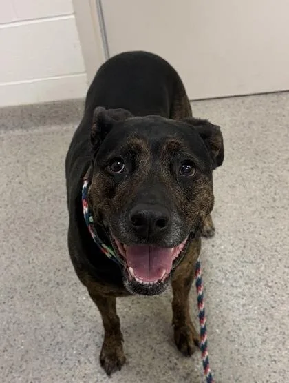 An adult medium-sized female Rottweiler dog named Kashia for adoption in Fishers, IN