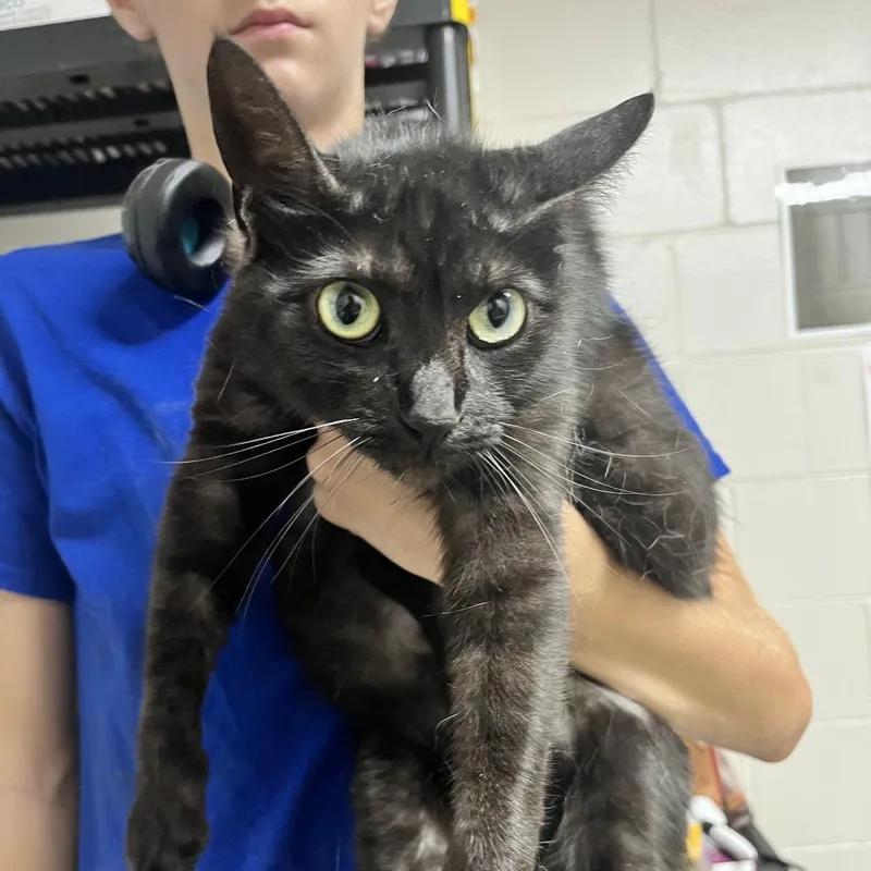 An adult large-sized female Black Domestic Short Hair cat named Olive for adoption in Birmingham, AL