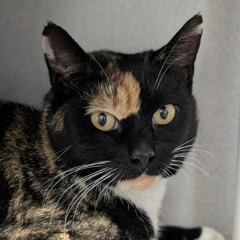 Calliope thumbnail 2